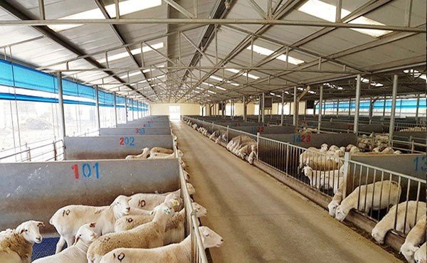 steel sheep shed prefab sheep shed2